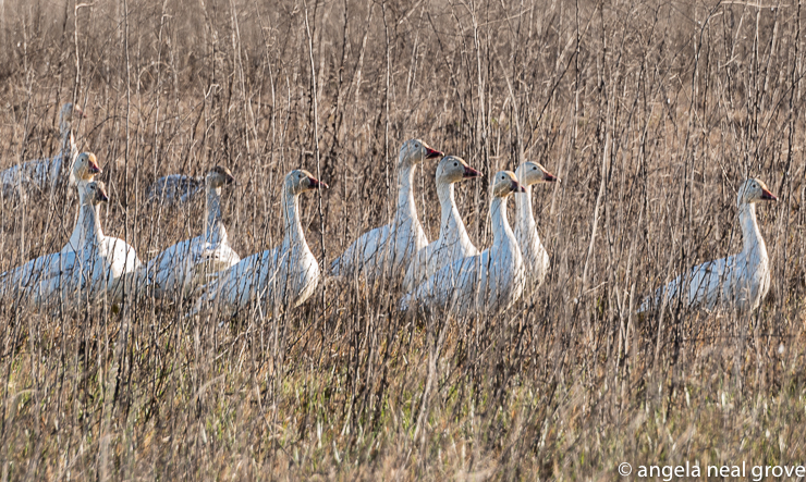 A gaggle of snow geese with bright orange bills clustered in the long grass at the Colusa Refuge