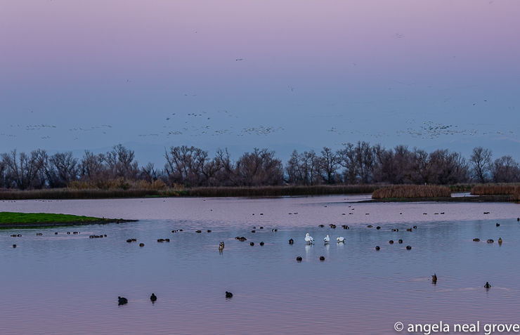 Pre-dawn at the Colusa Refuge. Flocks of birds flying in before sunrise.