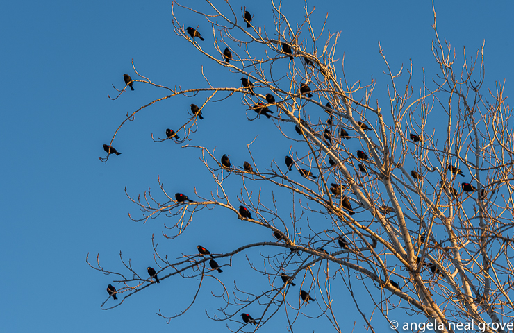 Birds of a feather. Redwing blackbirds cluster on a tree overlooking a pond.