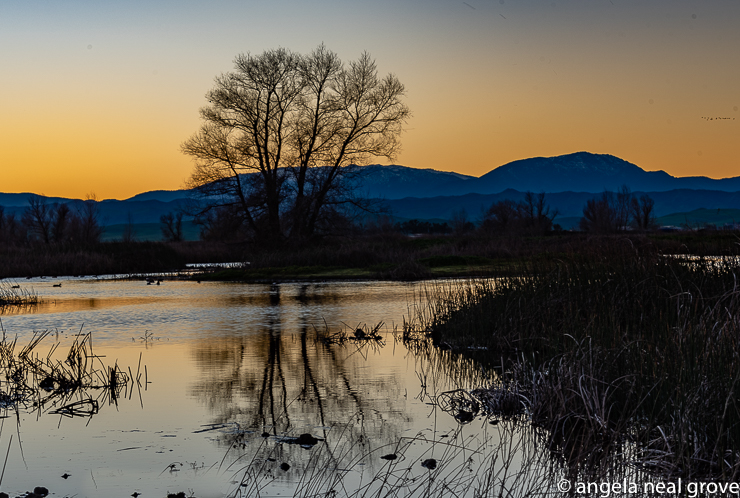 As the sun sets calls and sounds from the birds quietened. But even in twilight some birds were still flying in.