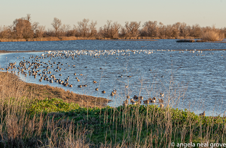 Snow geese and ducks  feeding and preening on the edge of a wetland pond at the Sacramento National Wildlife Refuge