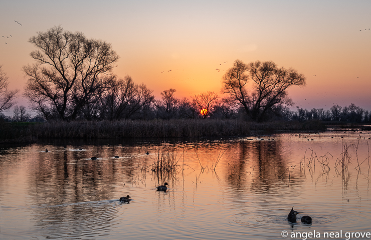 Sun rising behind the dark silhouettes of winter trees which fringe the water at the Colusa National Wildlife Refuge near Sacramento California