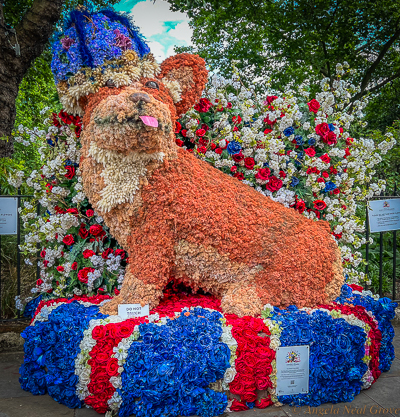 Happy and Glorious Platinum Jubilee. A corgi made of flowers stands on Sloane Street, Chelsea, London. It was part of Chelsea in Bloom celebration for the  Chelsea Flower Show the week before the Jubilee. Photo//ANGrove