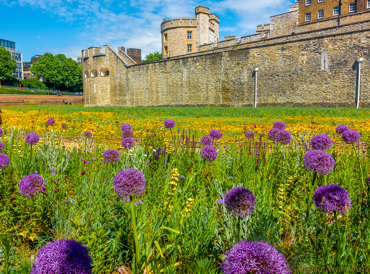 Happy and Glorious Platinum Jubilee of Queen Elizabeth. Superbloom! To celebrate the Jubilee the moat around the Tower of London was seeded with wildflowers. The flowers were selected to attract polinators.(The moat was dug in 1270 to protect the Tower from attack) Photo// ANGROVE