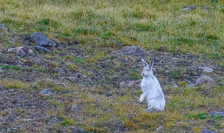 Narwhals, Polar Bears and More Arctic Adventures.
Arctic hare: Hares do not change color for the brief snowless summer