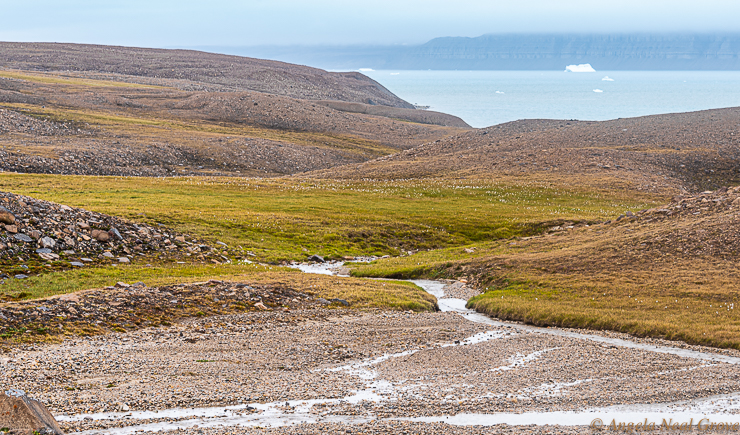 Narwhals, Polar Bears and More Arctic Adventures.
Rolling spongy tundra. When snow melts in summer water gathers in streams, bogs and pools on the permafrost which is rock hard and permanently frozen. Snowmelt cannot sink into the ground, which makes hiking the Tundra challenging.  :// PHOTO ANGROVE