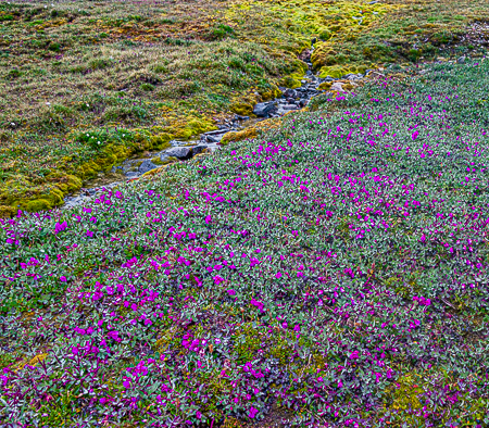 Narwhals, Polar Bears and More Arctic Adventures.Magenta Dwarf Fireweed by a Tundra stream
PHOTO: ANGROVE

