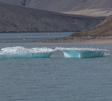 Narwhals, Polar Bears and More Arctic Adventures.
Gulls and Guillemots resting on glacier chunks.
//: PHOTO; ANGROVE