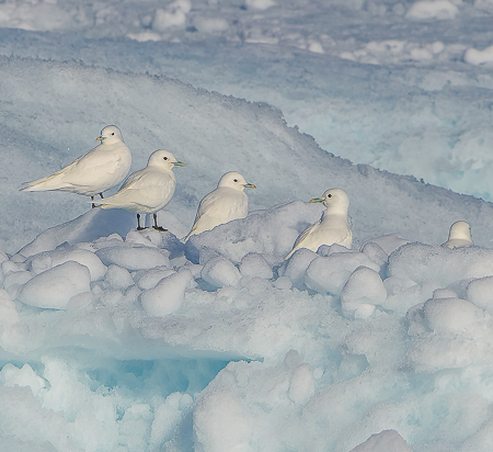 Narwhals, Polar Bears and More Arctic Adventures.
Ivory gulls resting on sea ice.
PHOTO://  ANGROVE