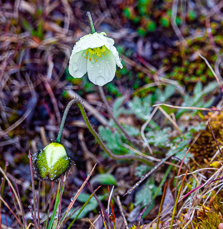 Narwhals, Polar Bears and More Arctic Adventures.
Yellow Arctic poppy after rain
PHOTO; ANGROVE