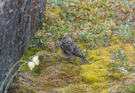 Narwhals, Polar Bears and More Arctic Adventures.
Baby snow-bunting which is said to sing throughout the year, however cold.  :// Photo: ANGrove