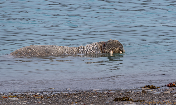 Narwhals, Polar Bears and More Arctic Adventures.
Atlantic Walrus resting on the shore. Walrus eat a diet of shellfish which they find in shallow water
PHOTO:// ANGROVE