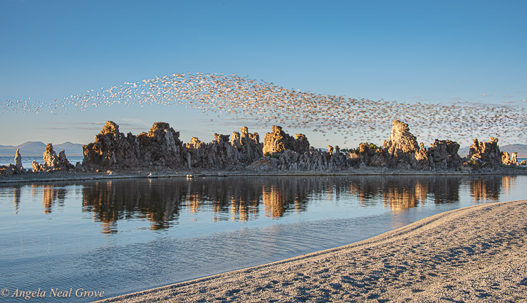 Mono Lake California: Phalarope birds create a murmuration when they are disturbed.  Here they are flying over Tufa Towers which populate the lake.
 Photo: ©ANGROVE