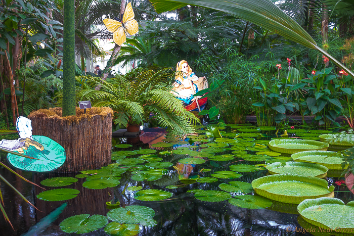 In the conservatory of the New York Botanical Garden are enormous vibrant green circular Victoria Amazonica lily pads which float on a pool. They were introduced to England from South America by plant explorers around 1850 and named in honor of Queen Victoria.  //:Photo: ANGrove