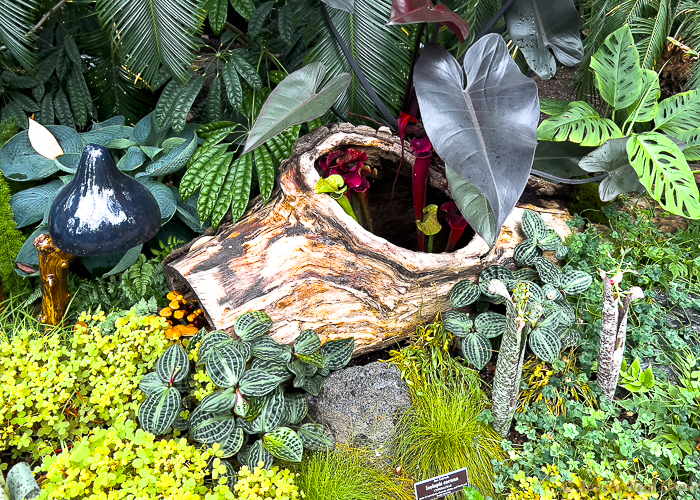 New York Botanical Garden "Wonderland" exhibit; Stripes, dots, heart shaped purple leaves and insect devouring pitcher plants greet visitors after passing through a "rabbit-hole" to a stranger than fiction jungle world.  //:Photo: ANGrove