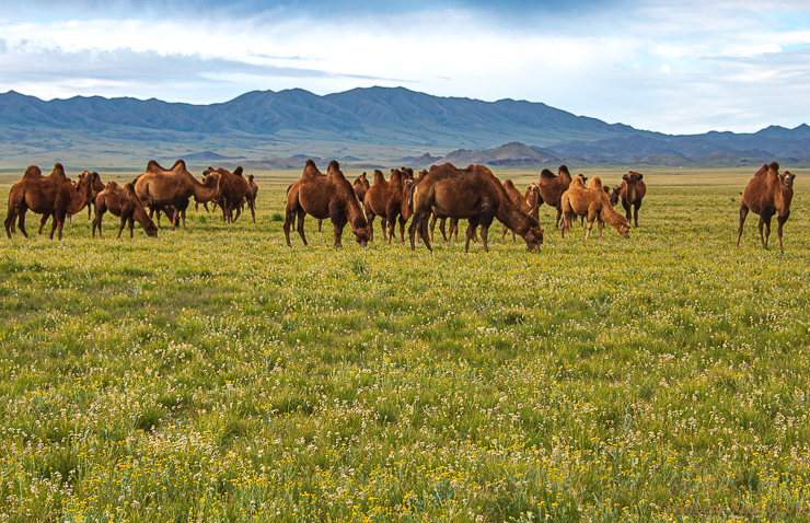 A herd of Bactrian camels in the Gobi Desert, Mongolia, feasting on fresh chives, after recent rains. These sturdy two humped beasts are sturdy and have shorter legs than middle eastern dromedary one humped camels
PHOTO: AN Grove