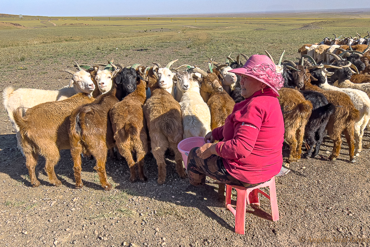 Mongolian cashmere goats tied up for morning milking in the Gobi desert. Milk is used for curd, hard cheese and butter which is used in the traditional tea offered to visitors. Many young people are leaving this traditional herding way of life for the city.
PHOTO; AN Grove