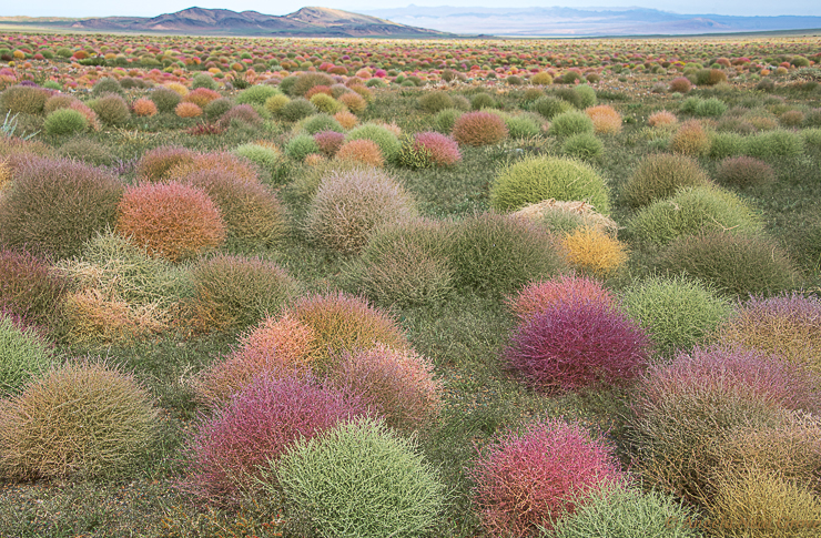 Young tumbleweed in the Gobi desert, Mongolia, after unseasonal rains. These soft shapes in rainbows of color, pinks, yellow and orange, stretched into the distance. In a few weeks they would dry and tumble but for a short while they bring incredible beauty to this desert. Tumbleweed is native to the steppes of Asia.
PHOTO: AN Grove